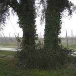 cippo1