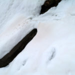 neve_gialla_bibbiana2